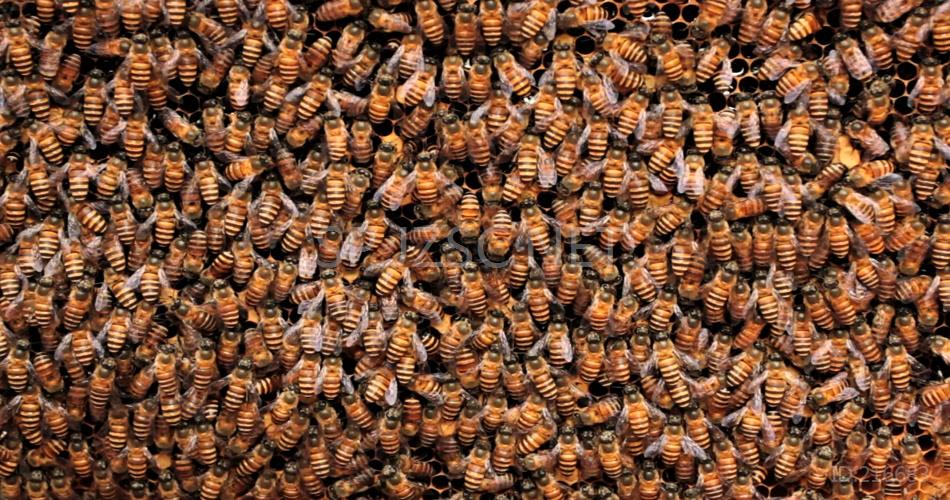 成堆蜜蜂