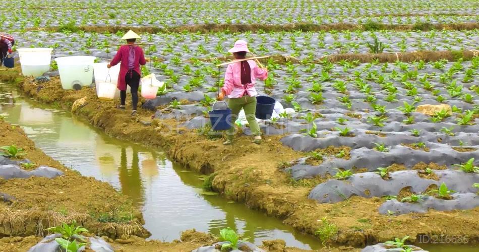 农民挑水灌溉农田高清实拍视频素材