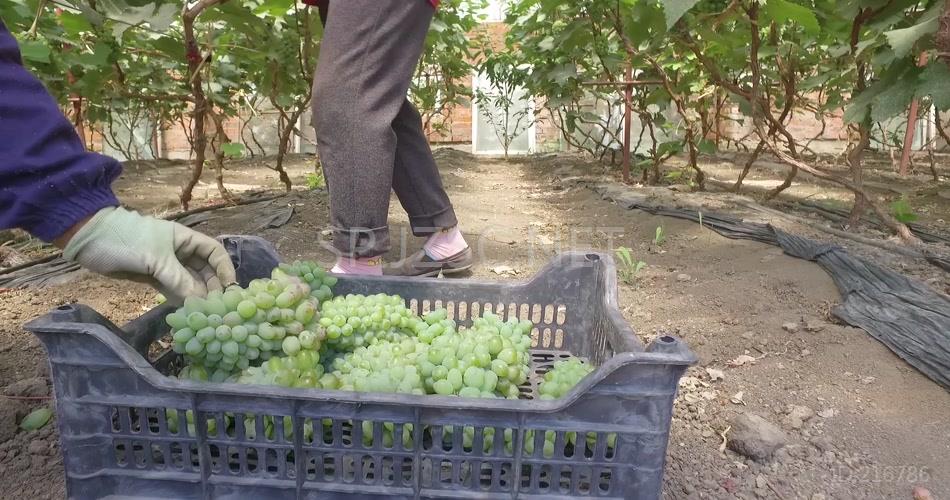 葡萄园葡萄采摘葡萄包装葡萄化验视频素材
