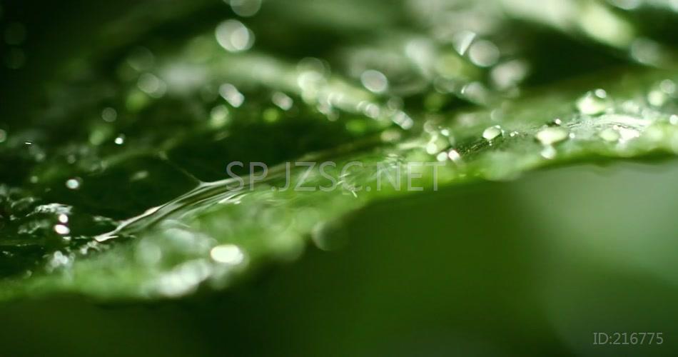 叶尖滴水自然纯净水绿茶广告宣传片视频素材