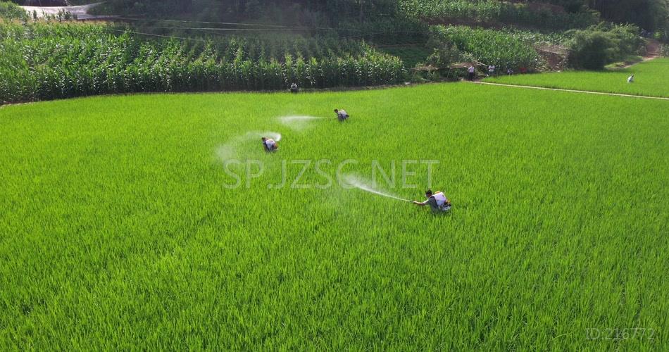 航拍水稻种植基地稻田灌溉喷洒农药