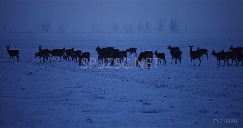 冬季-冰原动物迁徙群鹿-006