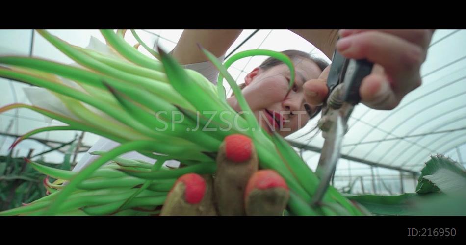 特写水果火龙果生产种植管理视频素材