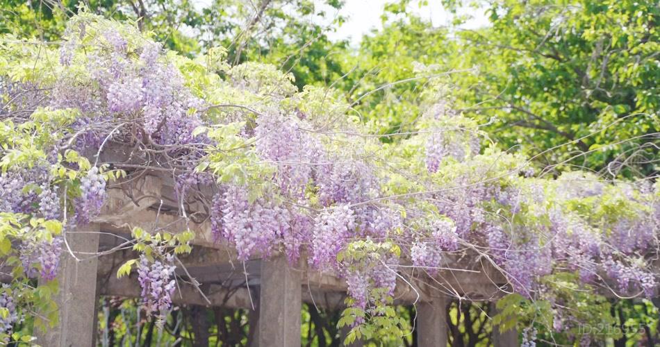 超高清紫藤花自然美景视频素材