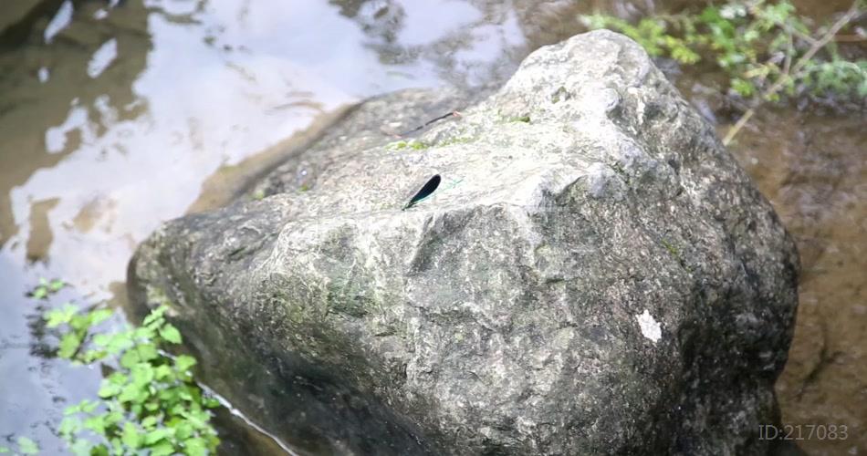 快艇 瀑布 溪水 树 人 4K 超清视频