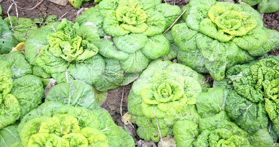 菊花菜4K超清视频