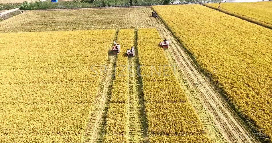 秋季农机收割水稻航拍实拍高清视频