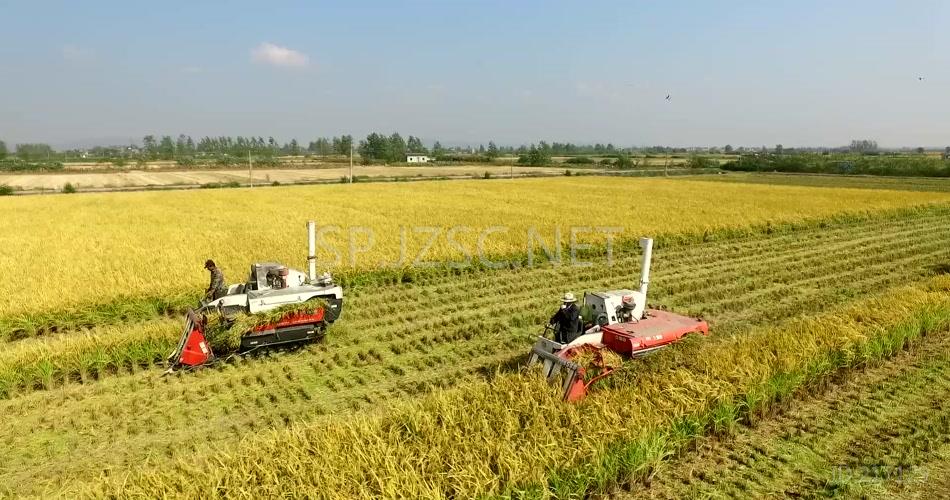 秋季农机收割水稻航拍实拍高清视频