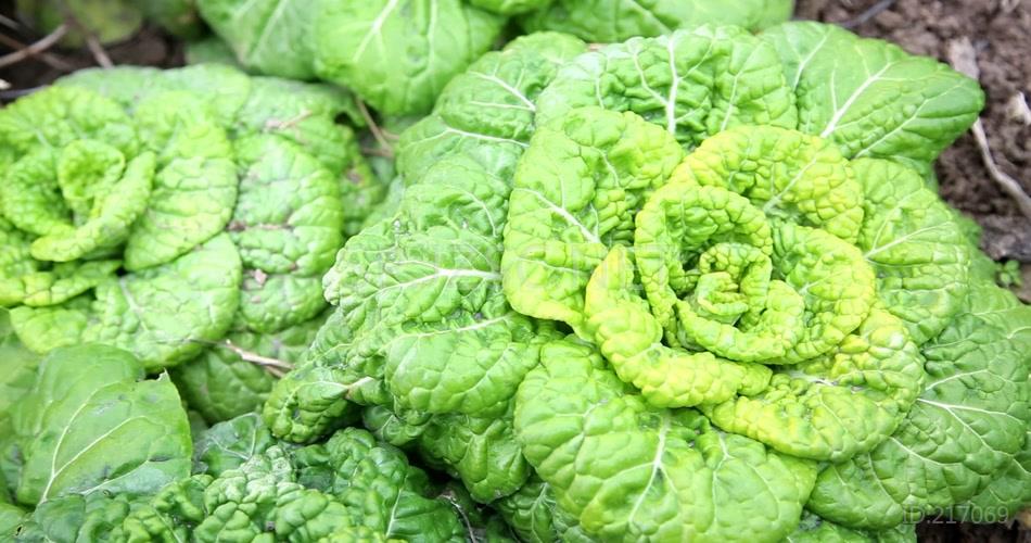 菊花菜4K超清视频