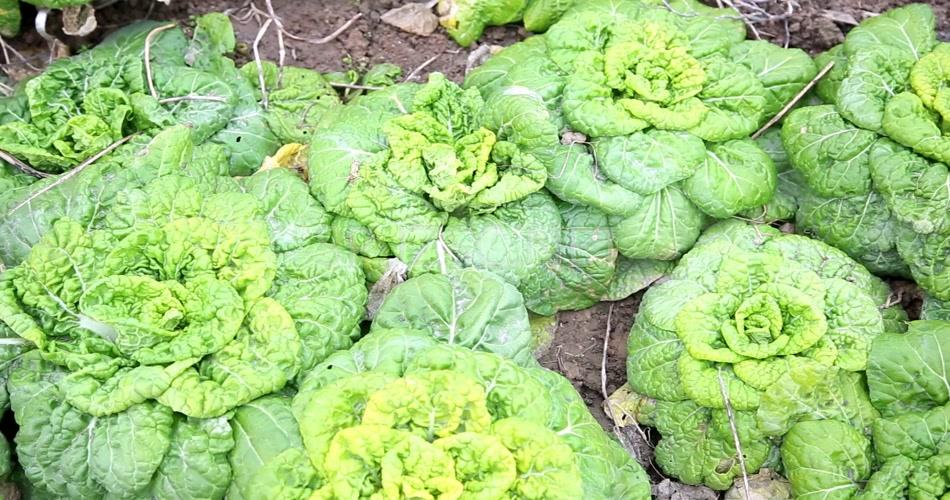 菊花菜4K超清视频