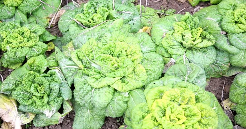 菊花菜4K超清视频