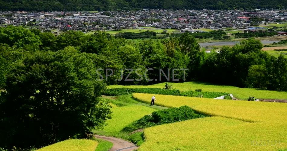 金秋唯美水稻梯田景色