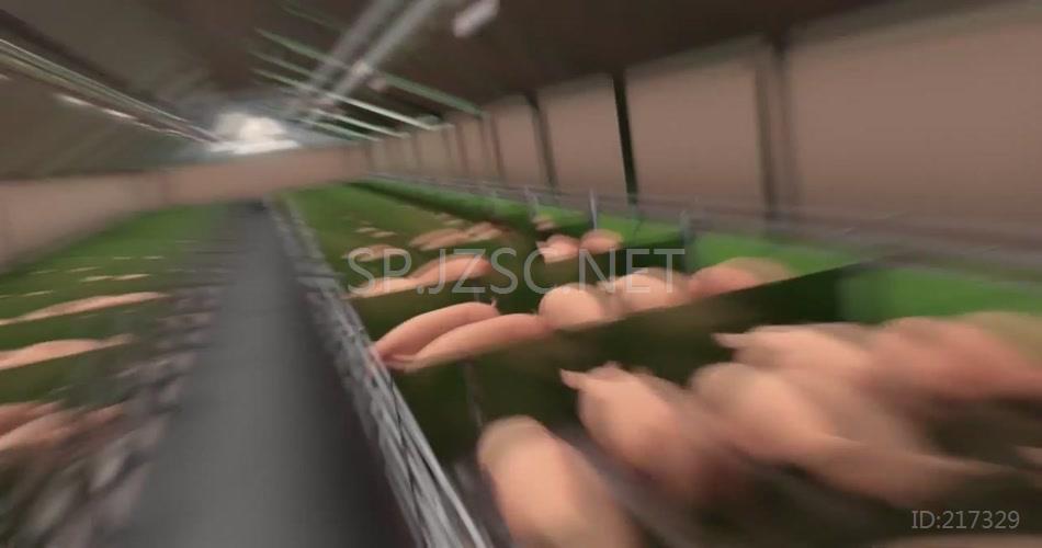 三维机理动画养殖场种猪改良育种优化背景视频