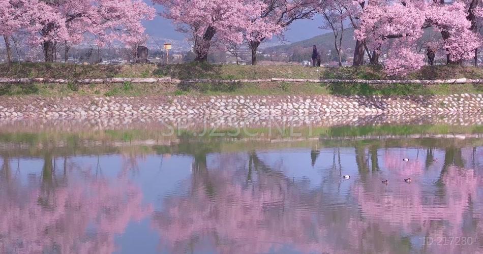 4K春天樱花开放季节自然风景实拍视频素材