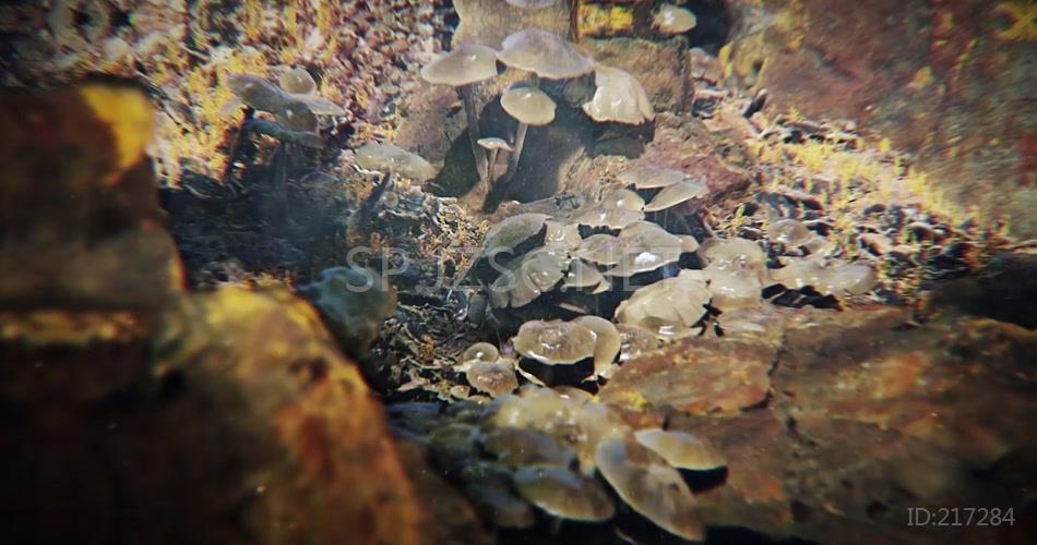 野生蘑菇菌菇孢子苔藓植物视频素材