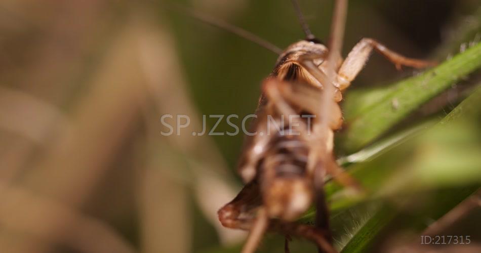 实拍蟋蟀白蛾农业害虫自然生态链