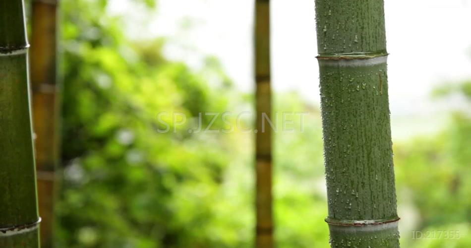 特写雨后竹林风景