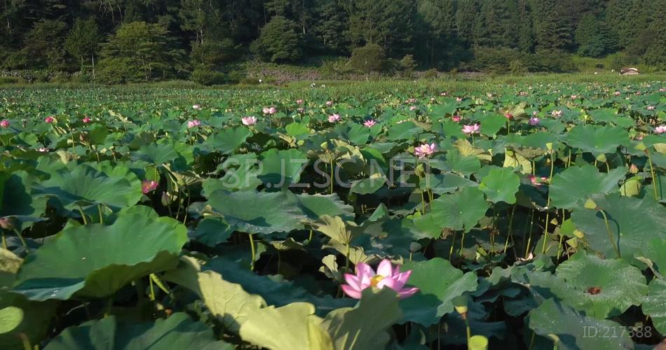 4K池塘荷花莲花青莲满园春色视频素材