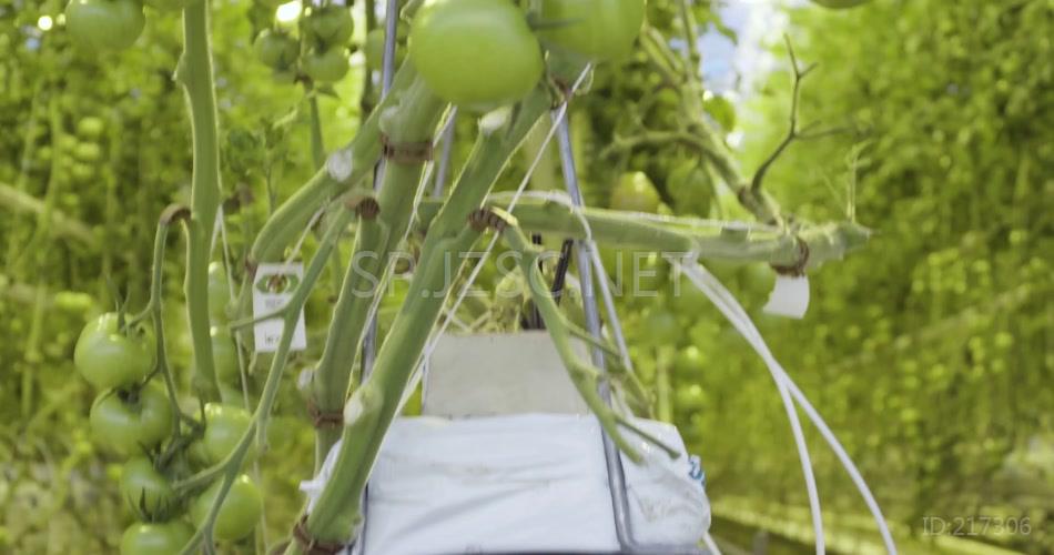 大棚蔬菜花卉温室栽培农业科技实拍背景视频