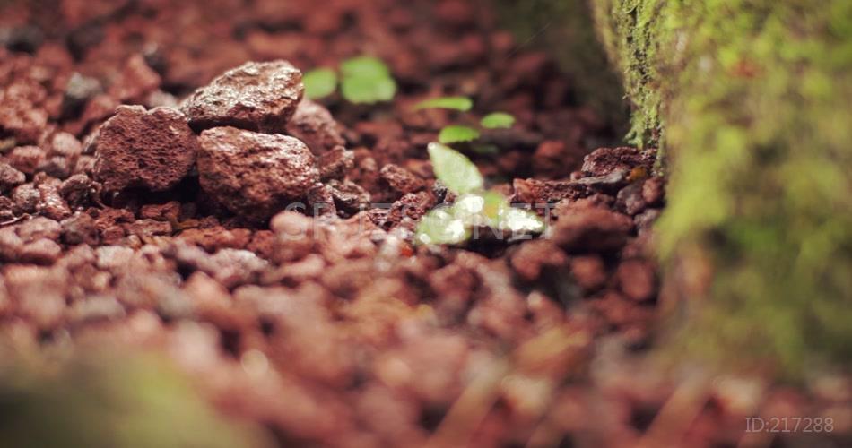 春泥土壤森林清新绿色自然生态环境实拍视频素材