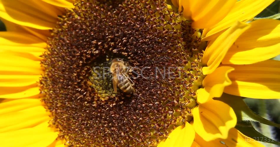 小蜜蜂在向日葵花上勤劳的采蜜实拍视频素材