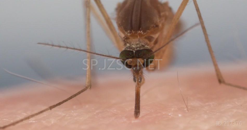 4K疾病病毒传播原凶蚊子如何使用六针吸血医学科普实拍视频素材