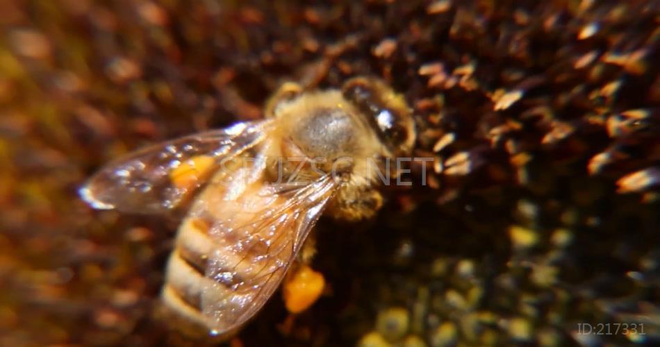 小蜜蜂在向日葵花上勤劳的采蜜实拍视频素材