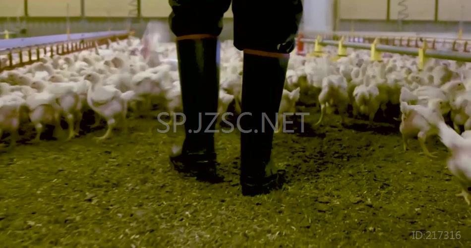 实拍养鸡场家禽饲养绿色养殖业