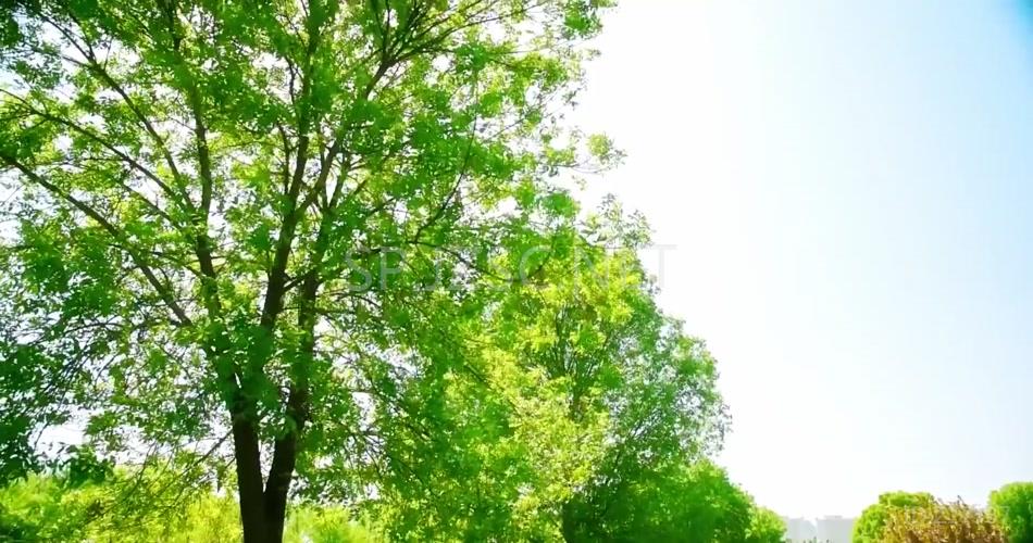清新清爽绿色树叶环保万物复苏背景视频
