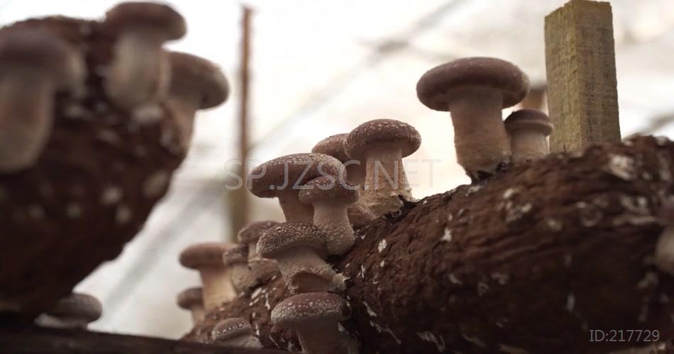 大棚香菇种植高清实拍视频素材