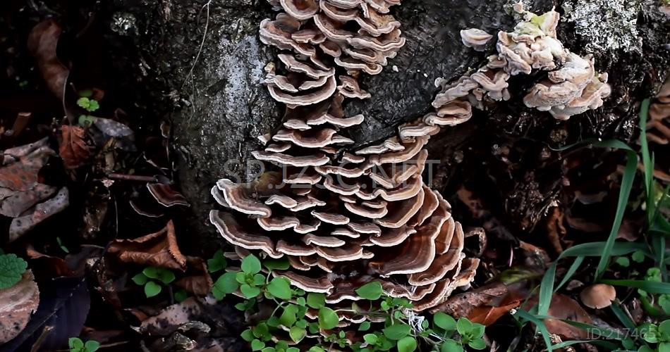 野生 菌类 蘑菇 自然 生长