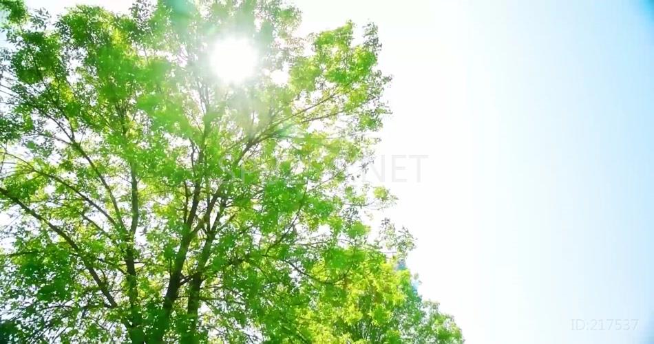 清新清爽绿色树叶环保万物复苏背景视频
