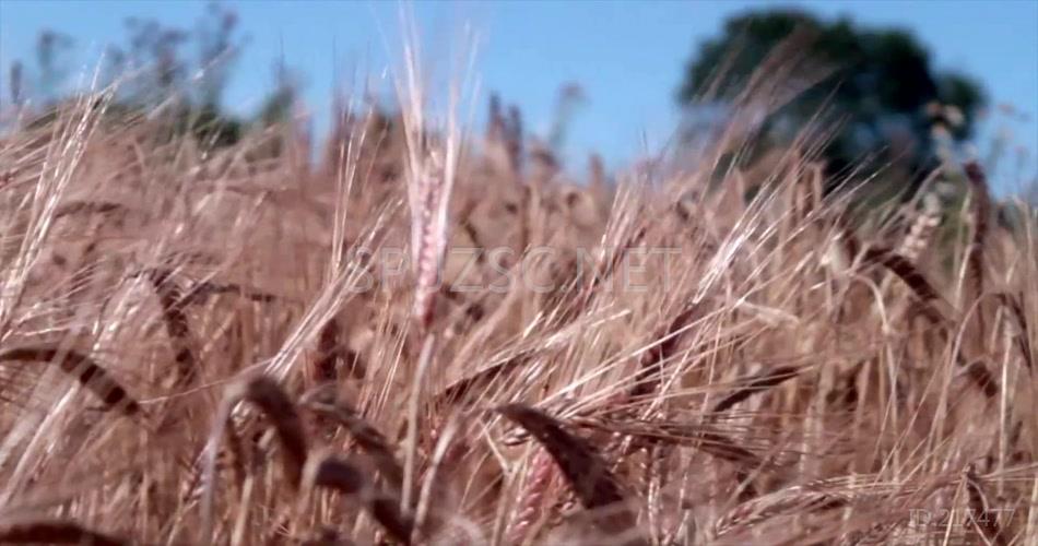小麦种植金色麦田种植农业风光