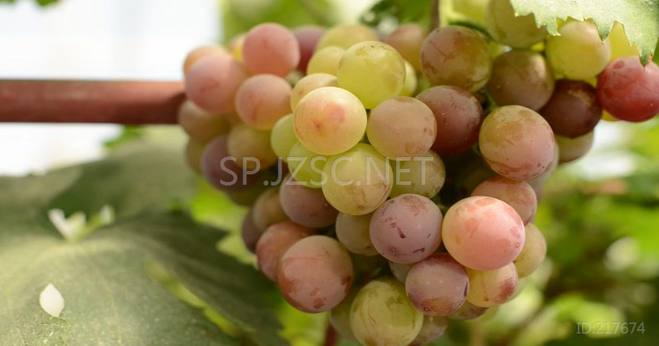 绿色 健康 特写葡萄 现代化农业 视频素材 葡萄基地 各种各样葡萄