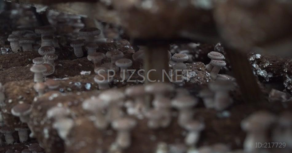 大棚香菇种植高清实拍视频素材