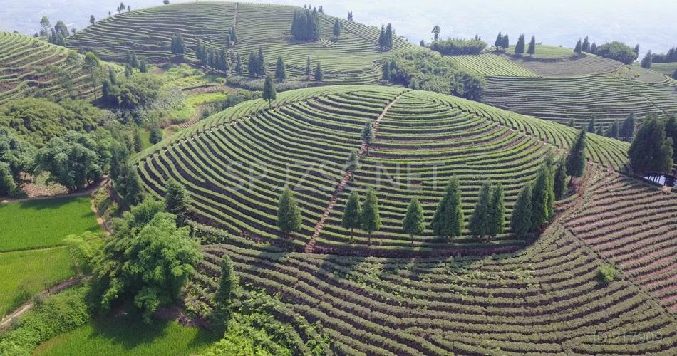 航拍 鸟瞰4K茶山 素材实拍 茶叶 茶文化