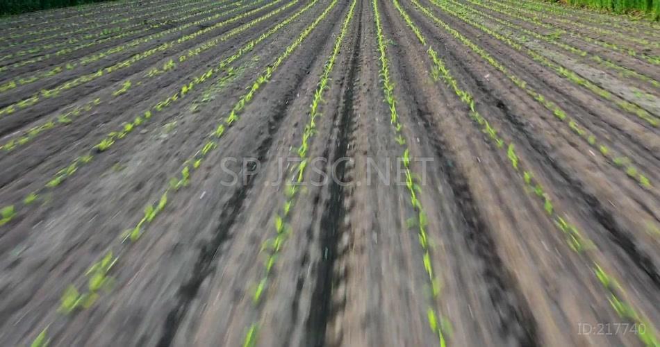 农田田地上空飞行农作物种植视频素材