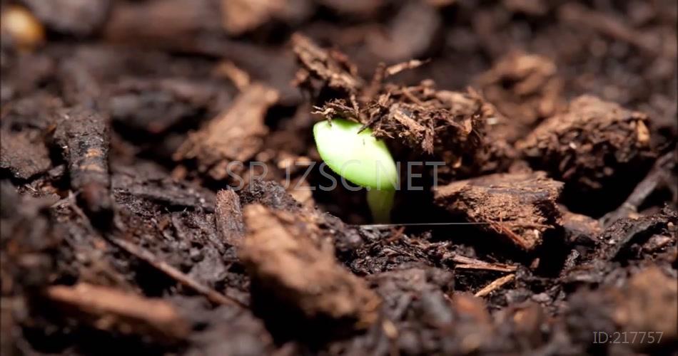 春暖花开万物复苏绿色生命破土而出种子发芽植物生长延时拍摄