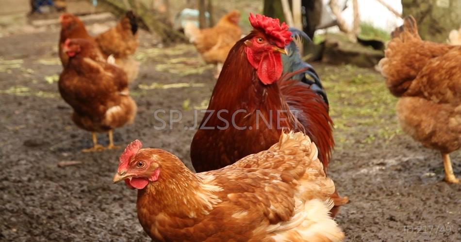 养殖场地养鸡场鸡群走动动物姿态