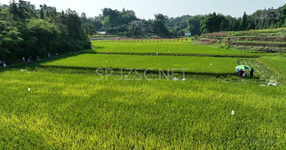 高标准农田 水稻丰收 机械化收割 农业基地 高清视频素材 航拍