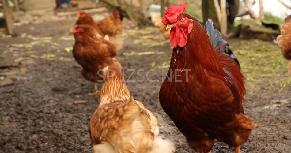 养殖场地养鸡场鸡群走动动物姿态
