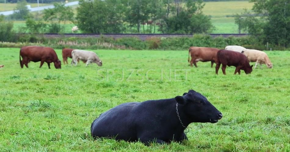 大型绿色环保养殖场草原牛群吃草动物生活牧场高清视频拍摄