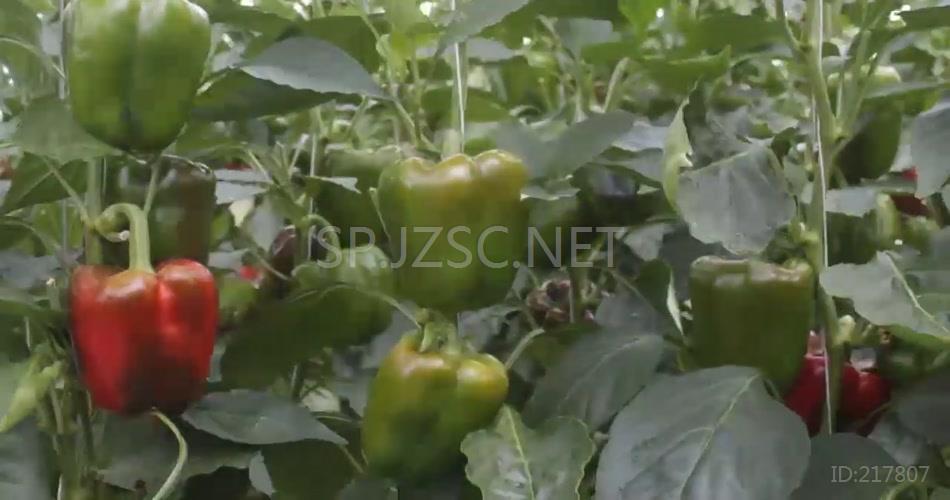 辣椒青椒蔬菜植物生长延时拍摄农业素材