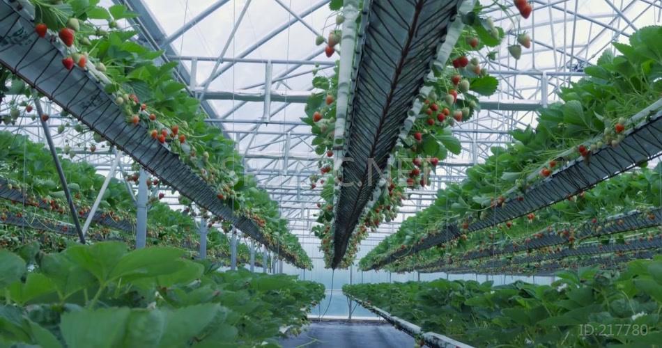 超大气唯美草莓园草莓种植温室大棚视频素材
