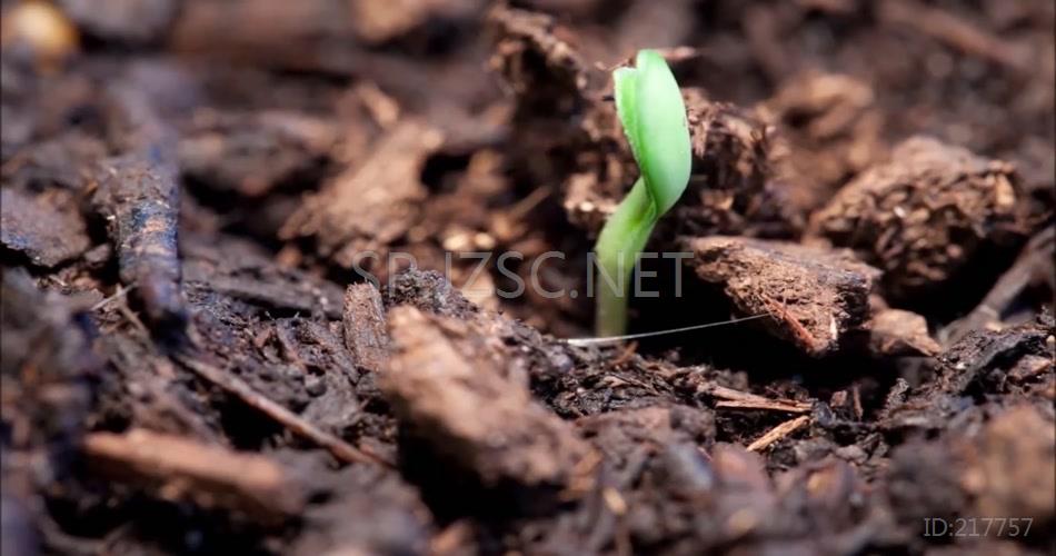 春暖花开万物复苏绿色生命破土而出种子发芽植物生长延时拍摄