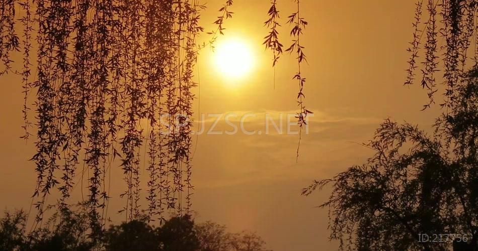 西湖岸边垂柳