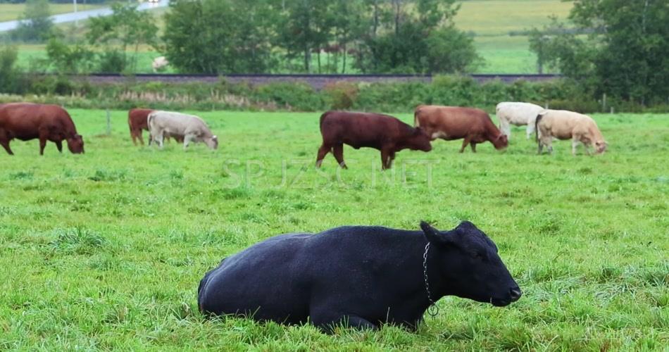 大型绿色环保养殖场草原牛群吃草动物生活牧场高清视频拍摄