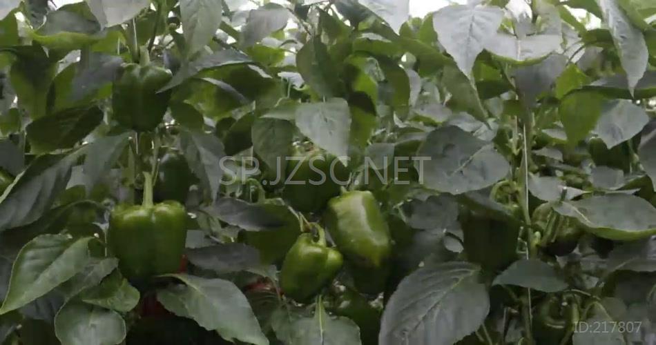 辣椒青椒蔬菜植物生长延时拍摄农业素材