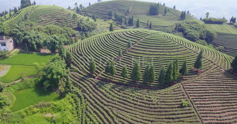 航拍 鸟瞰4K茶山 素材实拍 茶叶 茶文化