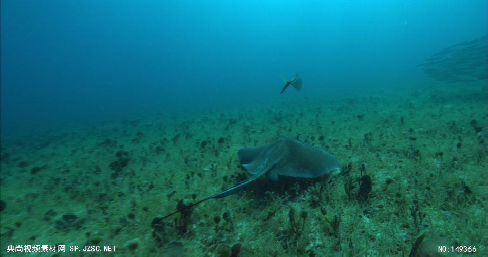 UN110H海底世界高清实拍视频素材合辑